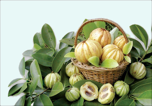 garcinia gyümölcs