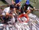 pangasius