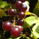 rezveratrol
