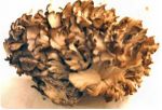 maitake