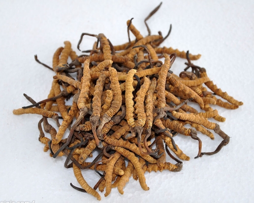 Cordyceps gomba