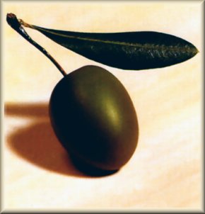 oliva